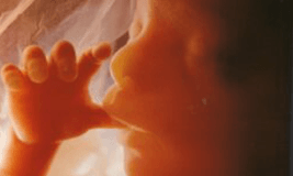 baby in second trimester picture